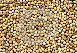 Coriander