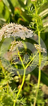 Coriander is an erect annual herb in the family Apiaceae.This herb relates to the family of spices and uses in different foods.