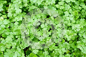 Coriander farm background