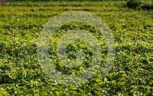 Coriander farm field