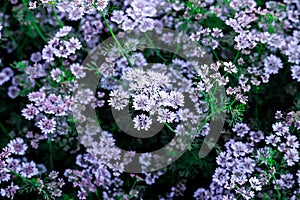 coriander field in bloom to harvest seed,agricultural nature composition,fresh green cilantro, coriander plant leaves in summer