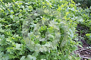 Coriander field