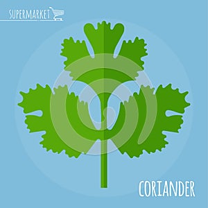 Coriander flat design icon.