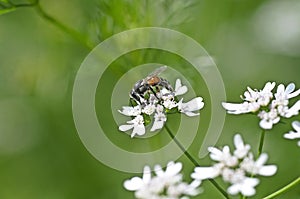 Coriander flower