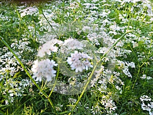 Coriander flower in the morning sunshine looks beautiful