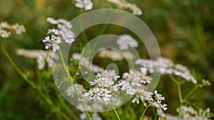 Coriander flowers (Dhonia Pata). Coriander flowers are small in size, with each flower measuring only a few millimeters. photo