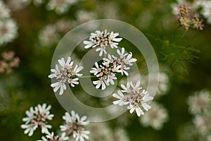 Coriander flowers are rich in micronutrients and antioxida