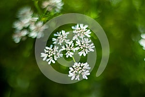 Coriander flowers are small in size, with each flower measuring only a few millimeters