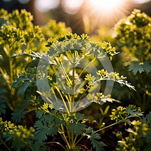 Coriander, fresh herbs leaves seasoning for cooking ingredient