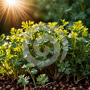 Coriander, fresh herbs leaves seasoning for cooking ingredient