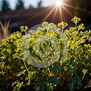 Coriander, fresh herbs leaves seasoning for cooking ingredient