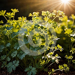 Coriander, fresh herbs leaves seasoning for cooking ingredient