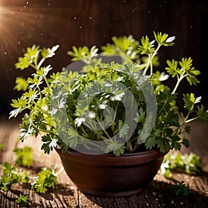 Coriander, fresh herbs leaves seasoning for cooking ingredient