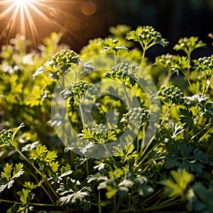 Coriander, fresh herbs leaves seasoning for cooking ingredient