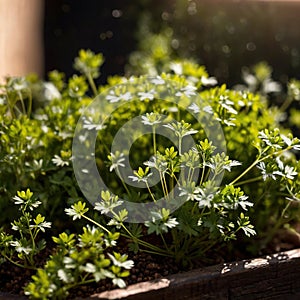 Coriander, fresh herbs leaves seasoning for cooking ingredient