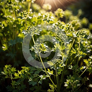 Coriander, fresh herbs leaves seasoning for cooking ingredient