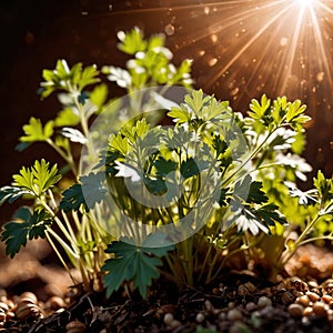 Coriander, fresh herbs leaves seasoning for cooking ingredient