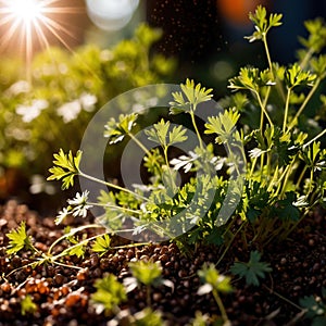 Coriander, fresh herbs leaves seasoning for cooking ingredient