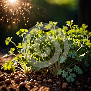 Coriander, fresh herbs leaves seasoning for cooking ingredient