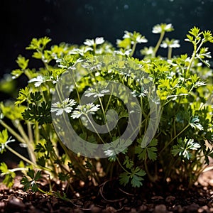 Coriander, fresh herbs leaves seasoning for cooking ingredient