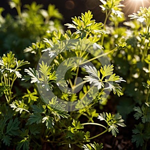 Coriander, fresh herbs leaves seasoning for cooking ingredient