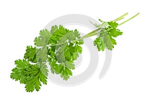 Coriander