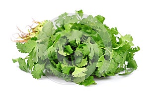 Coriander