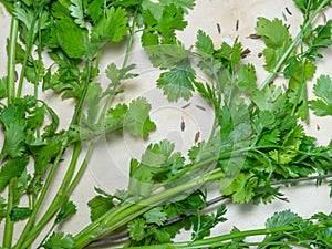 Coriander greens on the table. cilantro. Greenery from the garden. Cutting board. Cooking. Vegan food. Useful product. Ingredient