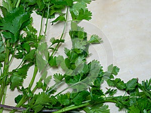 Coriander greens on the table. cilantro. Greenery from the garden. Cutting board. Cooking. Vegan food. Useful product. Ingredient