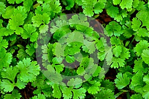 Coriander growing on farm