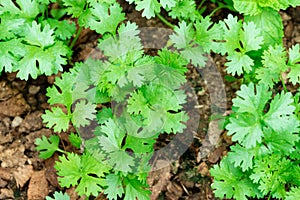 Coriander growing on farm