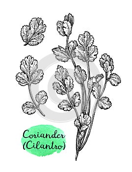 Coriander ink sketch.