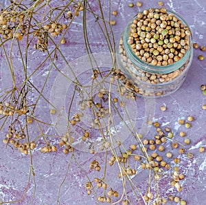 Coriander jar table purple