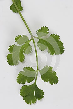 Coriander leaf