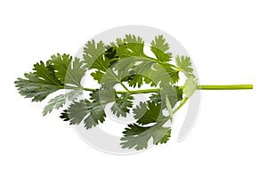 Coriander leaf isolated on a white background