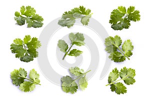Coriander leaf isolated on a white background
