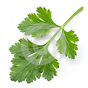 Coriander leaf isolated on white background