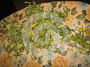 coriander leaf top of table cloth
