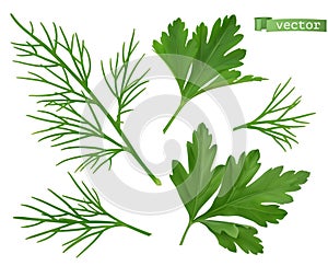 Coriander leaves, dill herb. Flavouring food. 3d vector ralistic objects