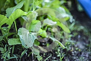 Coriander leaves growing.