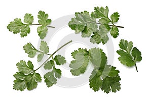 coriander leaves isolated on white background