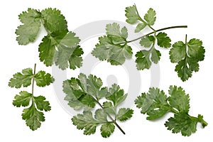 coriander leaves isolated on white background