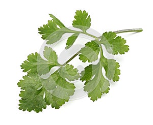 Coriander leaves isolated on white background