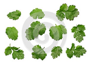 coriander leaves isolated on white background