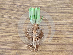 Coriander leaves roots buttom devide plant image