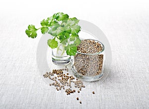 Coriander Leaves And Seeds - Cilantro