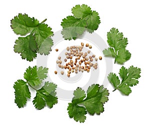 coriander leaves and seeds isolated on white background top view