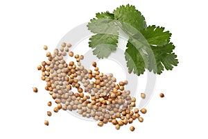 coriander leaves and seeds isolated on white background top view
