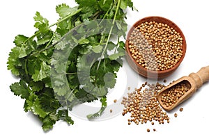 coriander leaves and seeds isolated on white background top view