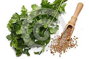 coriander leaves and seeds isolated on white background top view